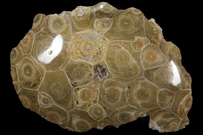 Polished Fossil Coral (Actinocyathus) - Morocco #100594